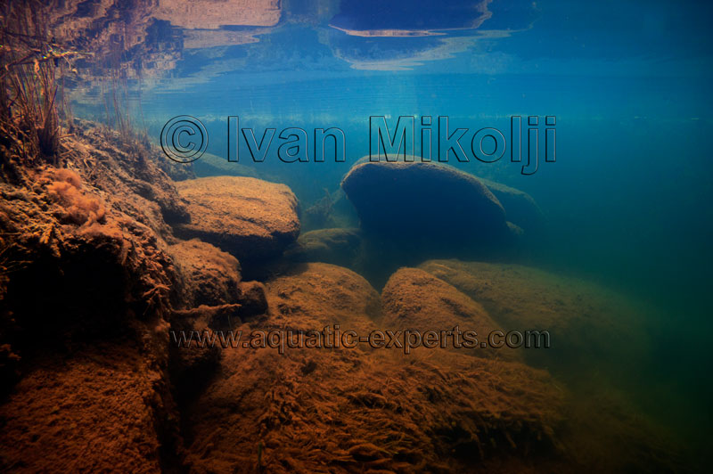 african cichlid aquarium background